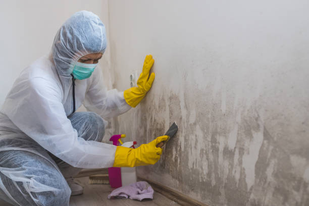 Best Attic Mold Removal  in Swansboro, NC