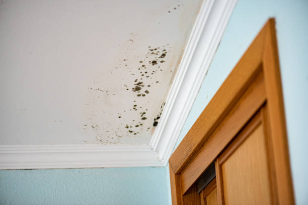 Best Mold Removal Company Near Me  in Swansboro, NC