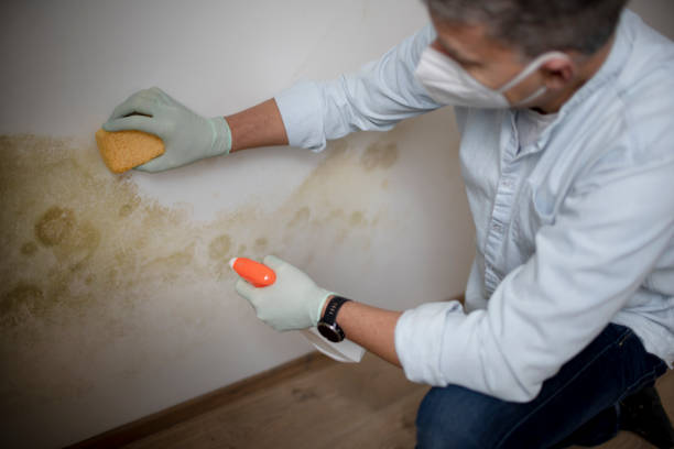 Best Mold Testing  in Swansboro, NC
