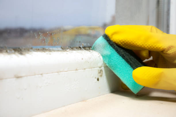 Best Black Mold Removal  in Swansboro, NC