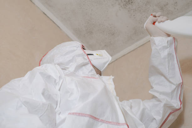 Best Same-Day Mold Removal  in Swansboro, NC
