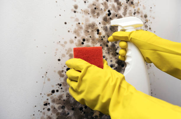 Best Black Mold Removal  in Swansboro, NC