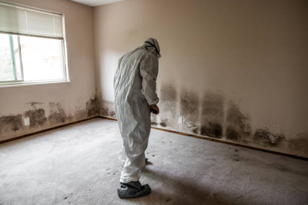 Swansboro, NC Mold Removal Company