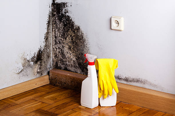 Mold Testing and Removal in Swansboro, NC