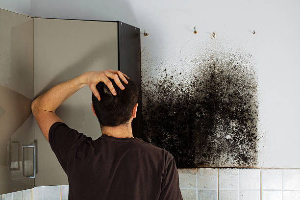 Best Office Mold Removal Services  in Swansboro, NC